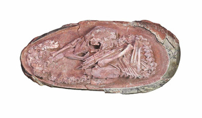 dinosaur embryo found in China